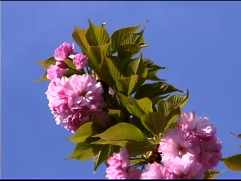 蓝色的天空映衬着紫薇树上粉红色的花视频素材