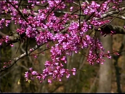 紫荆树枝上的粉红色花朵视频素材