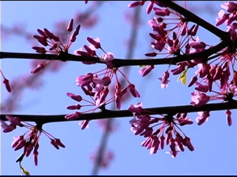 紫荆树的枝叶和花朵映衬着蓝天视频素材