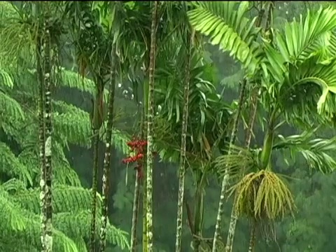 棕榈树在暴风雨中摇摆视频素材