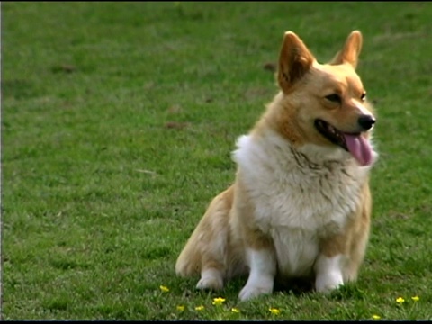 草丛里的柯基犬视频素材