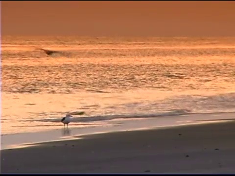 日落时海滩上的海鸥视频素材