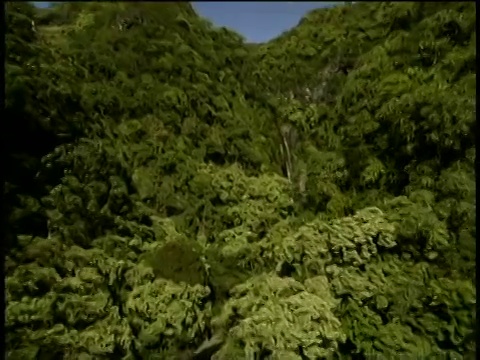 夏威夷毛伊岛郁郁葱葱的森林景观跟踪拍摄视频素材