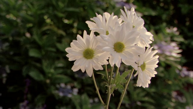 倾斜到一小束白色雏菊。视频素材