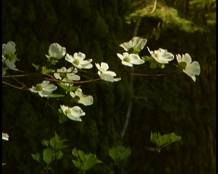 山茱萸花视频素材