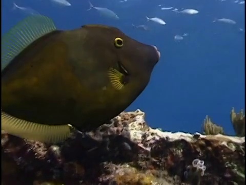 大海里鱼的特写视频素材