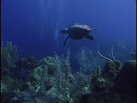 海里的海龟视频素材