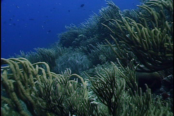 海里的鱼群视频素材