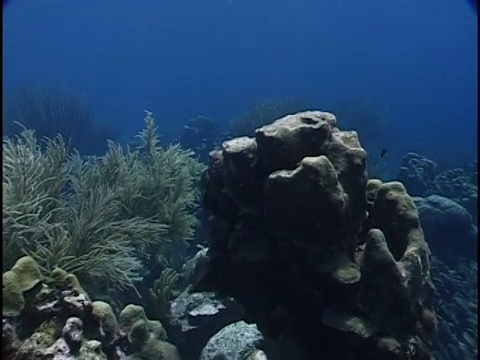 海里的鱼群视频素材