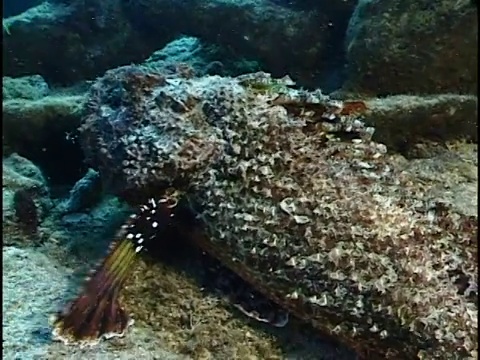 大海里一条鱼的特写视频素材