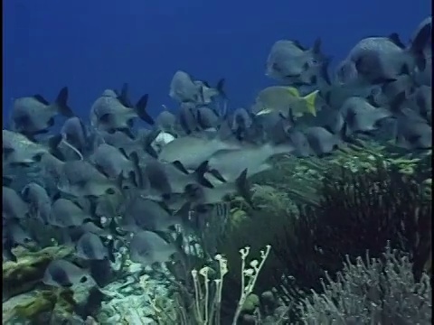 海里的鱼群视频素材