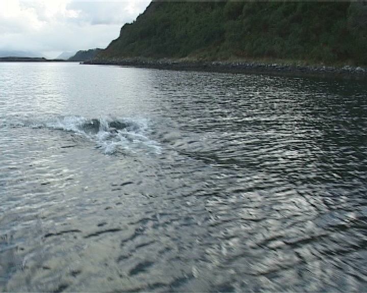 宽吻海豚以极快的速度浮出水面，后面是典型的岩石海岸视频素材