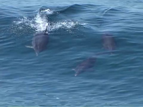 冲浪大西洋斑点海豚视频素材