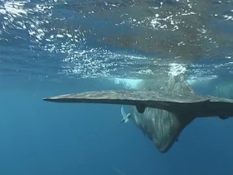 抹香鲸，海面上年轻鲸的完整尾巴视频素材