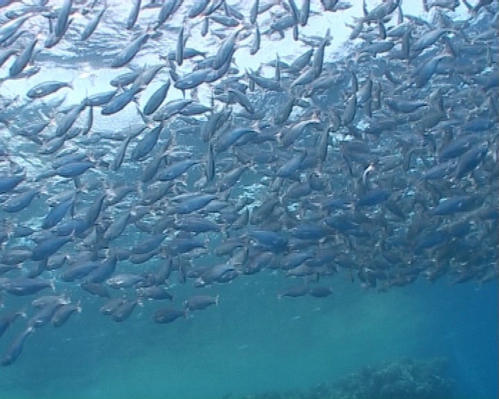 礁上的浅海鱼类视频素材