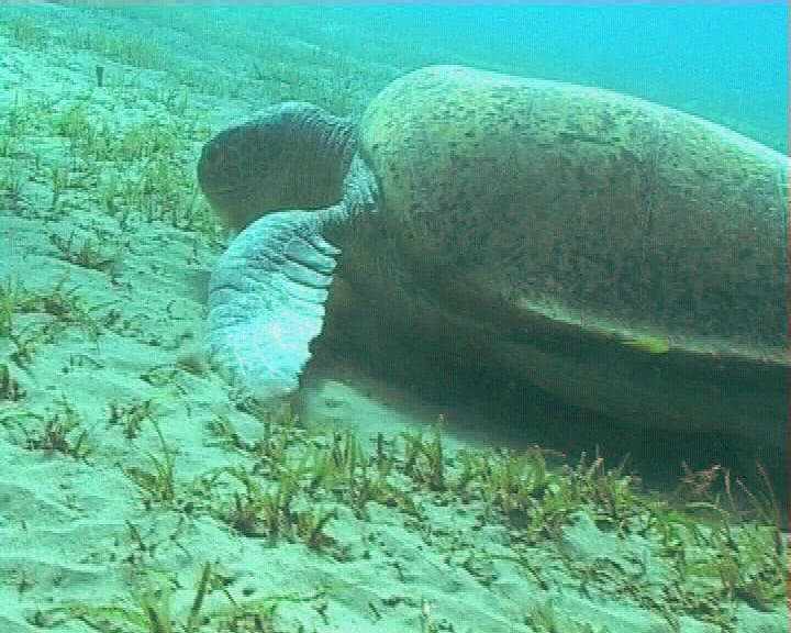 绿海龟在海草床上追踪视频素材