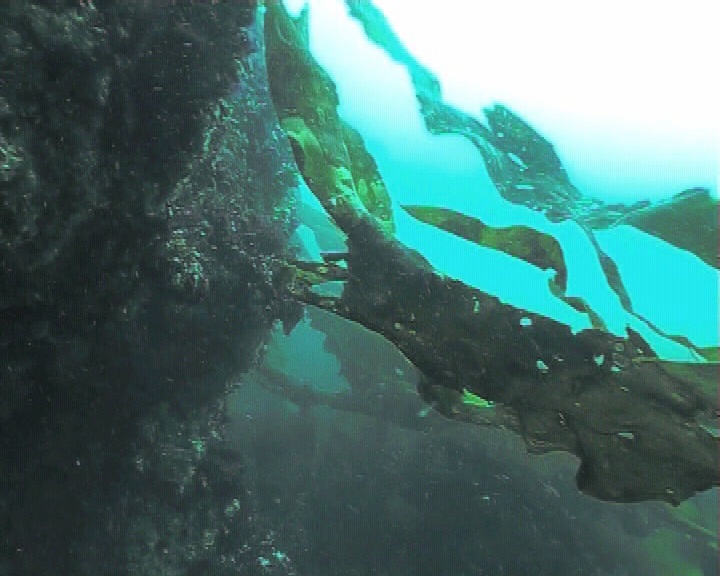 海藻叶在湍急的水流中摇摆视频素材