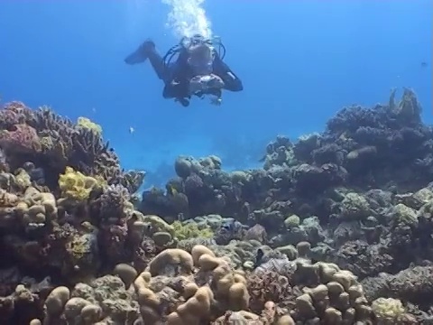 潜水员用小型相机拍摄礁石和鱼视频素材