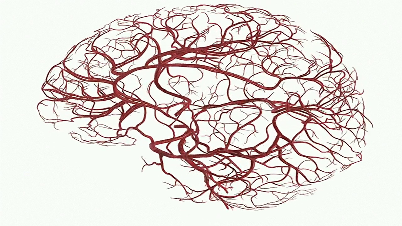大脑的动脉视频素材