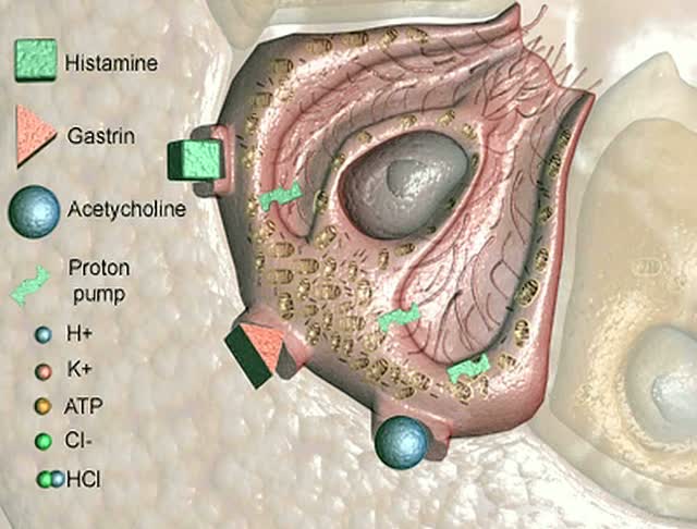 胃酸的产生(第二部分的第一部分)视频素材
