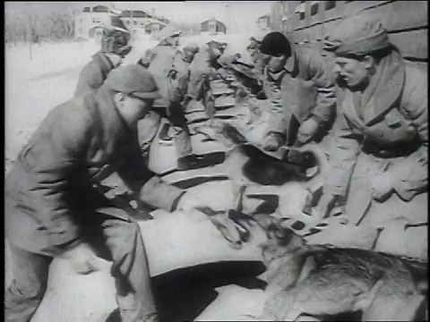 1946蒙太奇士兵与训练有素的军犬工作/美国视频素材