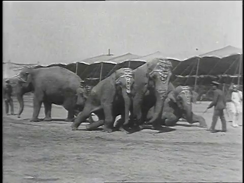 1930蒙太奇女人与马戏团的大象表演，1930年5月17日，宾夕法尼亚州费城视频素材