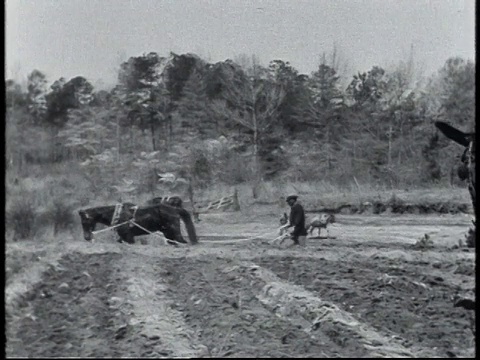 1940年WS农民在田间工作/阿拉巴马州，美国视频素材