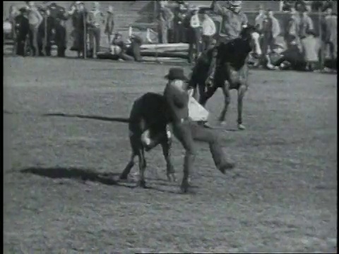 1946年，一名男子试图把一头公牛拉到地上，美国加州洛杉矶视频素材