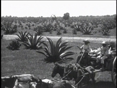 1930年，墨西哥，墨西哥城，两名男子骑着马车在棕榈和甘蔗周围转圈视频素材