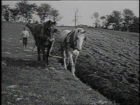 1925年WS男孩走在马后面犁地/美国视频素材