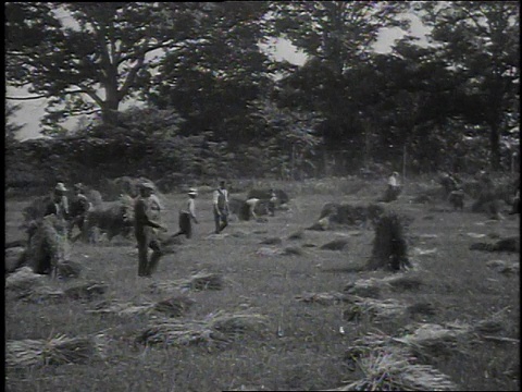 1925年WS人在田里捆干草/美国视频素材