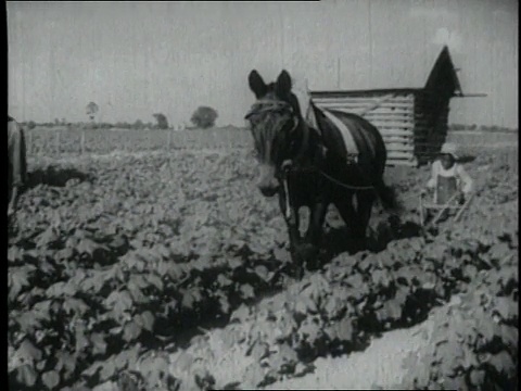 1940年WS男人和男孩与骡子一起在田里工作/美国视频素材