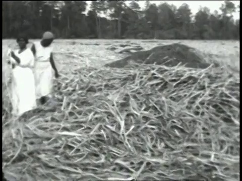 1930年代，美国南卡罗来纳州，蒙太奇黑人妇女在田里拉秸秆视频素材