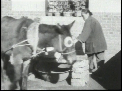 1938年蒙太奇村民用驴旋转磨石磨谷物/中国视频素材