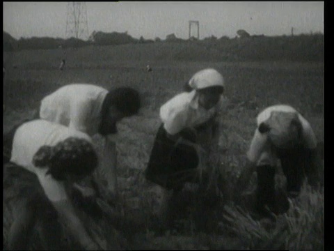 1948年9月9日，日本东京，一群在大田里拔草的妇女视频素材