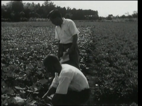 1948年9月9日，日本东京，两个人在检查庄稼视频素材