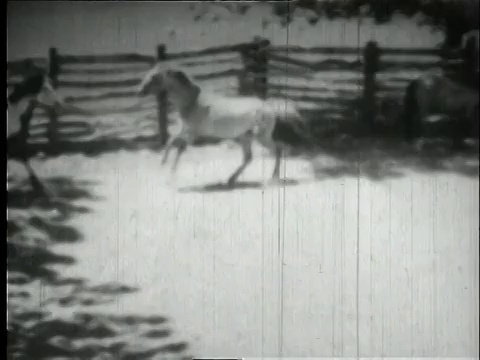 1939年，蒙太奇野马在畜栏中挣扎/美国视频素材