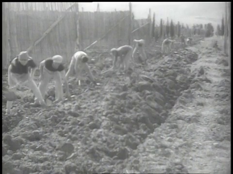 1938年，WS工人在地里挖掘视频素材