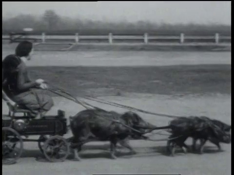 1931蒙太奇两个女人坐在一辆由猪拉的马车上视频素材