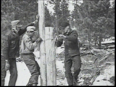 1936蒙太奇为美国民间保护队，人们在森林中竖起一根杆子并一起固定原木视频素材