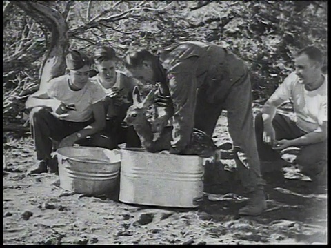 1934蒙太奇男人给小鹿洗澡和喂食/美国视频素材