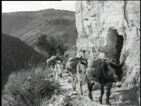 1921年，美国亚利桑那州，蒙太奇驴子背着背包在岩石小路上行走，身后有一名男子视频素材