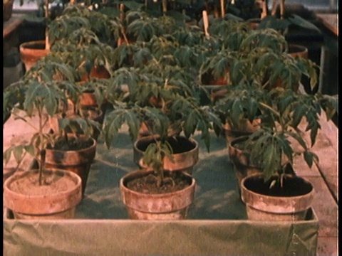 1958吨/升种植番茄植株/美国视频素材