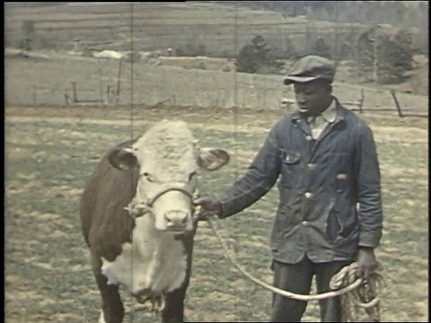 1940年，蒙太奇男孩与获奖牛犊/美国阿拉巴马州博利吉视频素材