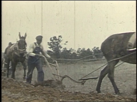 1940年，蒙太奇男孩与获奖牛犊/美国阿拉巴马州博利吉视频素材