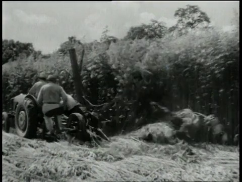 1940年代，美国肯塔基州，农民使用收割机收割大麻视频素材