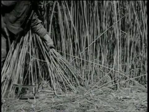 1940年代蒙太奇农民手工切割大麻/美国肯塔基视频素材