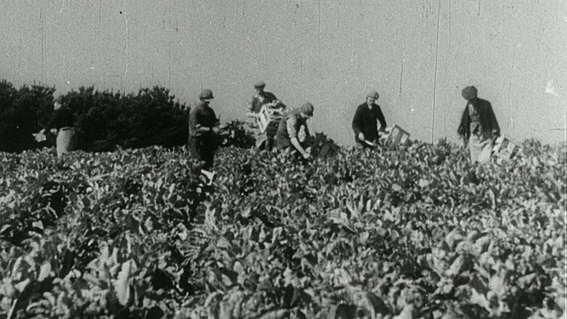 1937年，英国埃塞克斯，蒙太奇农民在田间和行级温室中照料庄稼并称量鸡蛋视频素材