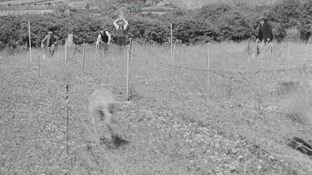 蒙太奇运动员比赛狗/英国视频素材