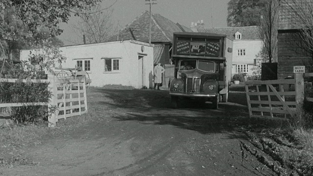 1955年蒙太奇奶牛走上坡道进入卡车，被拖离谷仓/英国视频素材